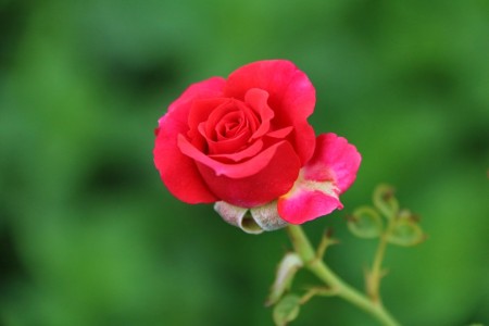 گل گچساران