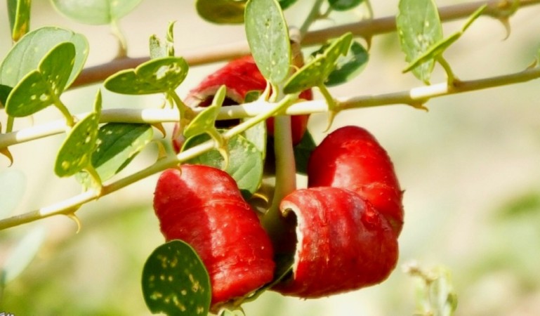 لگجی در گچساران