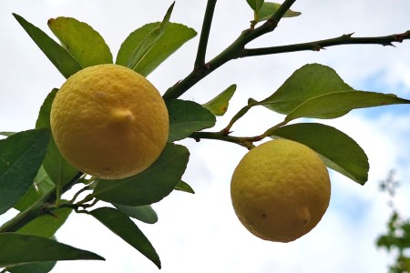 لیمو ترش گچساران