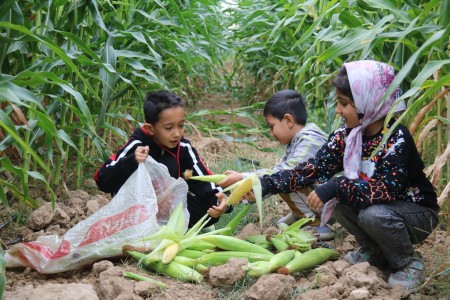 مزارع خیرآباد گچساران