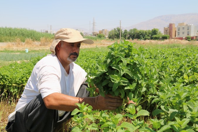 سبزی کاران گچساران
