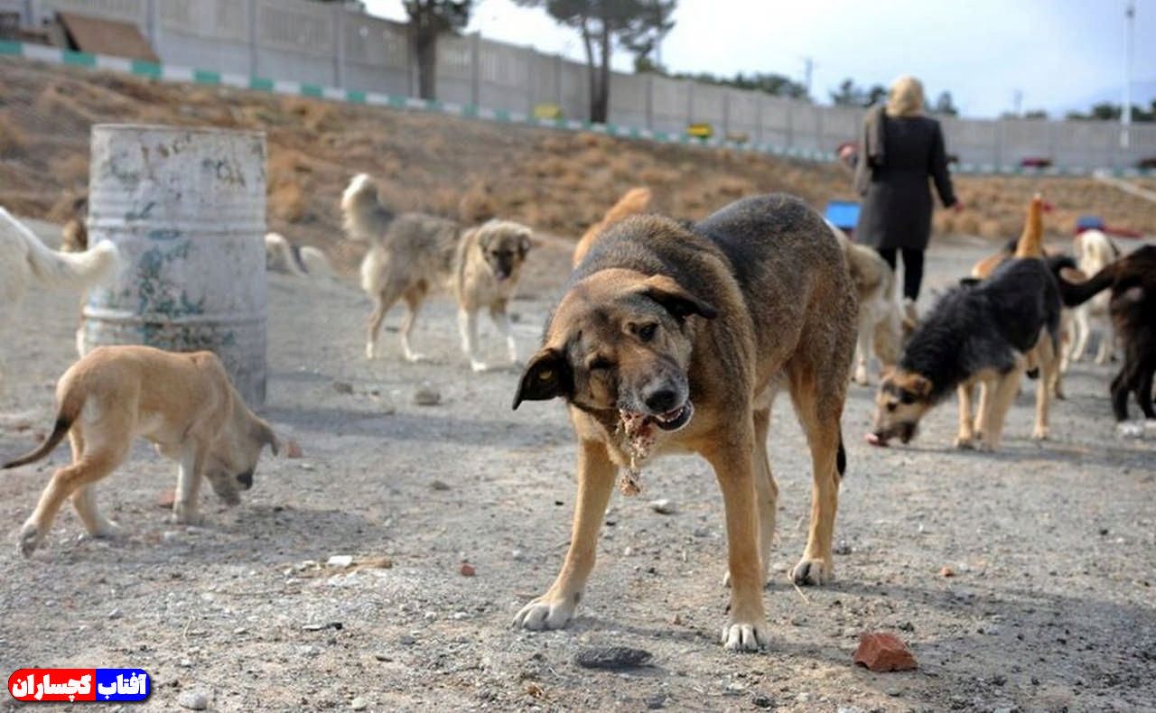 فاجعه‌ انفجار جمعیت سگ‌‌های ولگرد در گچساران